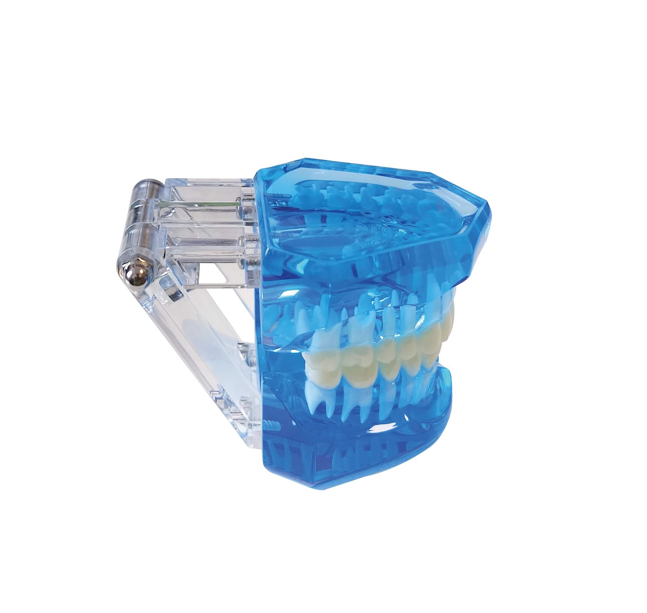 Zahnmodell, blau-transparent