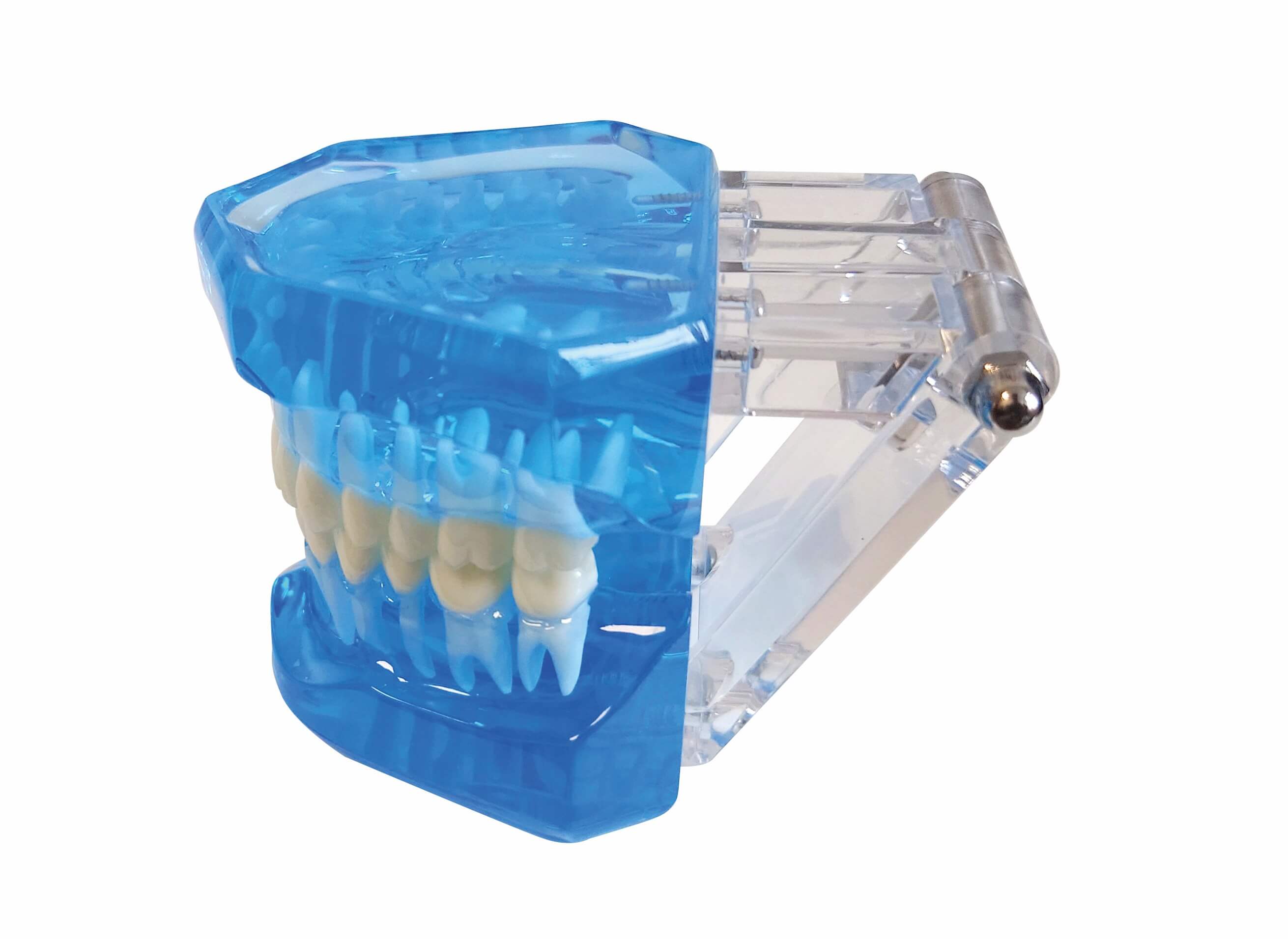 Zahnmodell, blau-transparent