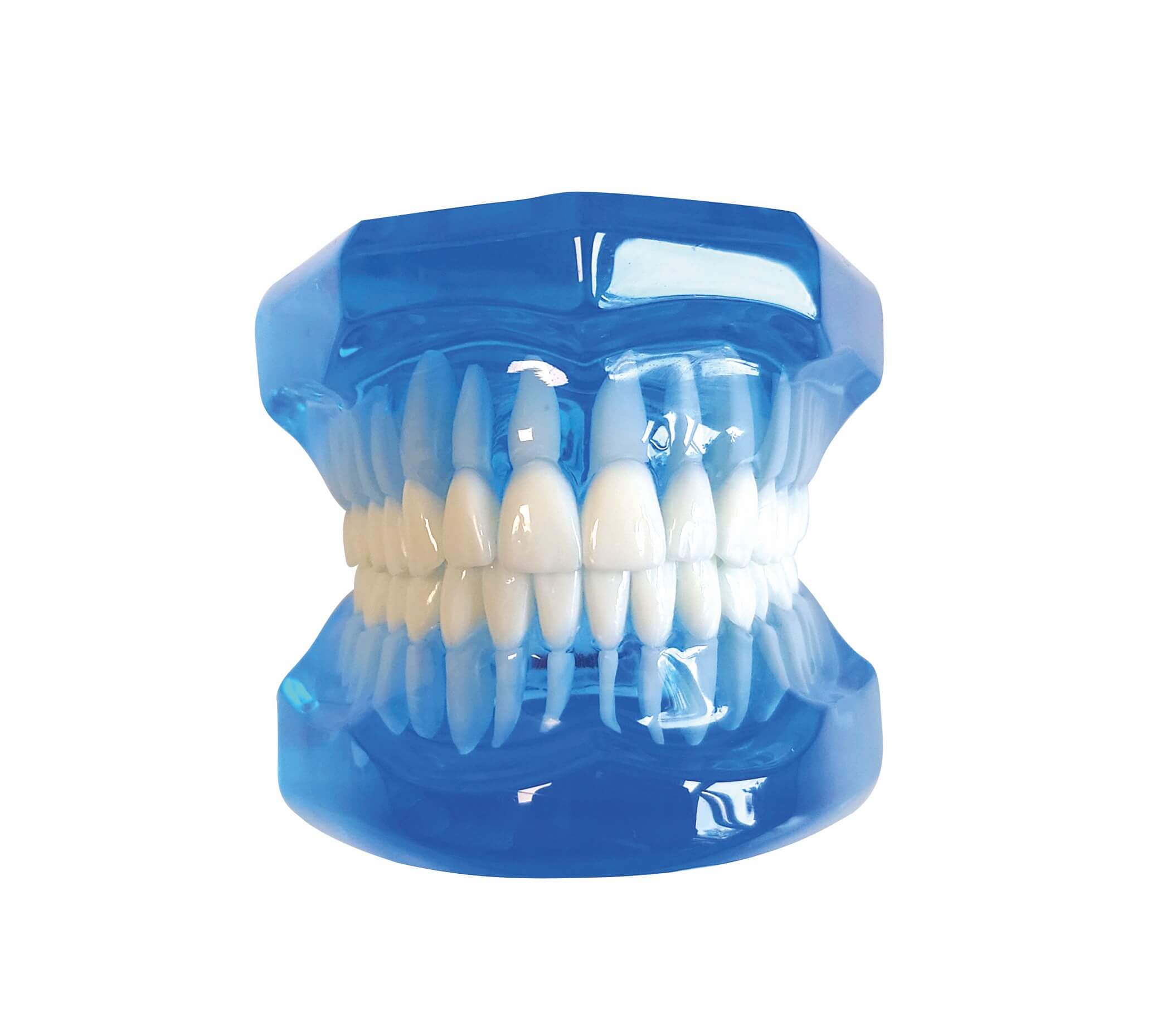 Zahnmodell, blau-transparent