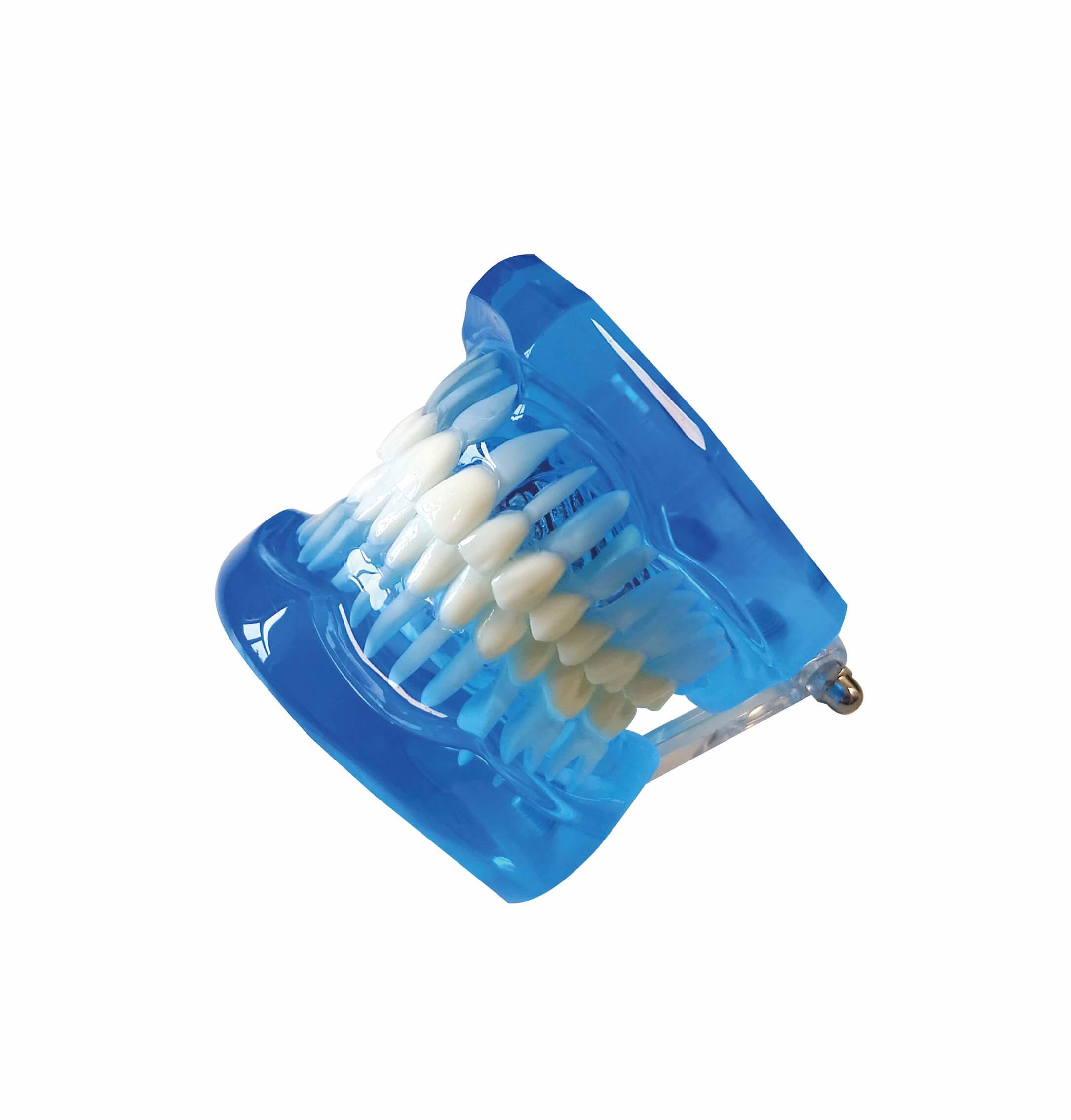 Zahnmodell, blau-transparent
